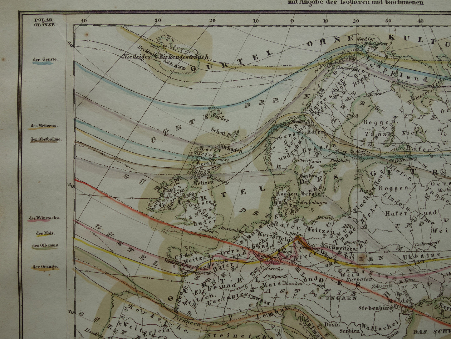 BOTANICAL map of Europe from 1850 old hand colored phytogeography map - vintage print