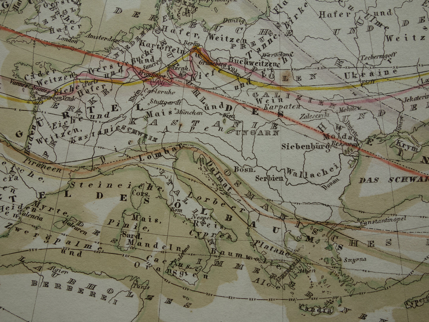 BOTANICAL map of Europe from 1850 old hand colored phytogeography map - vintage print